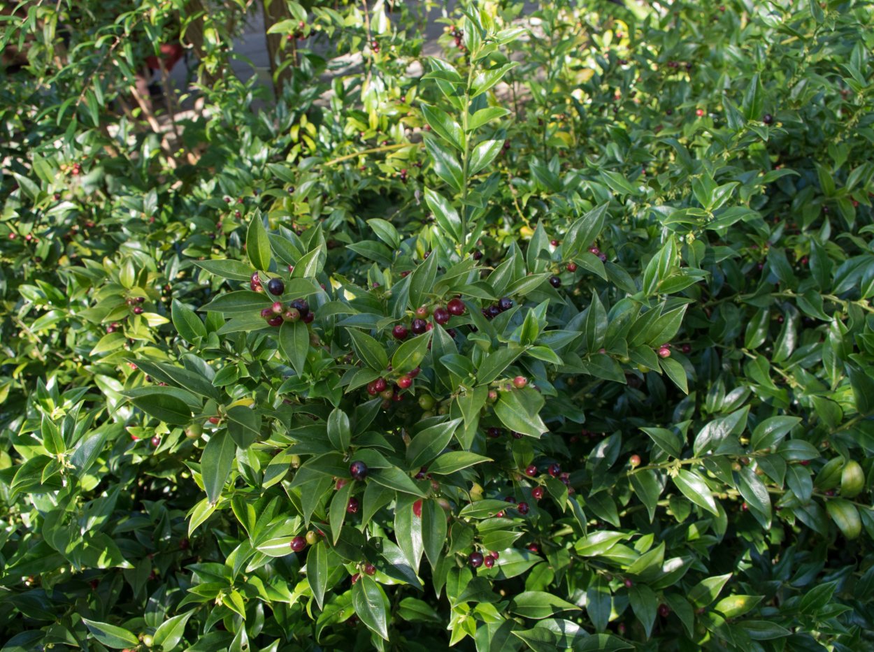 Саркококка иглолистая китайская