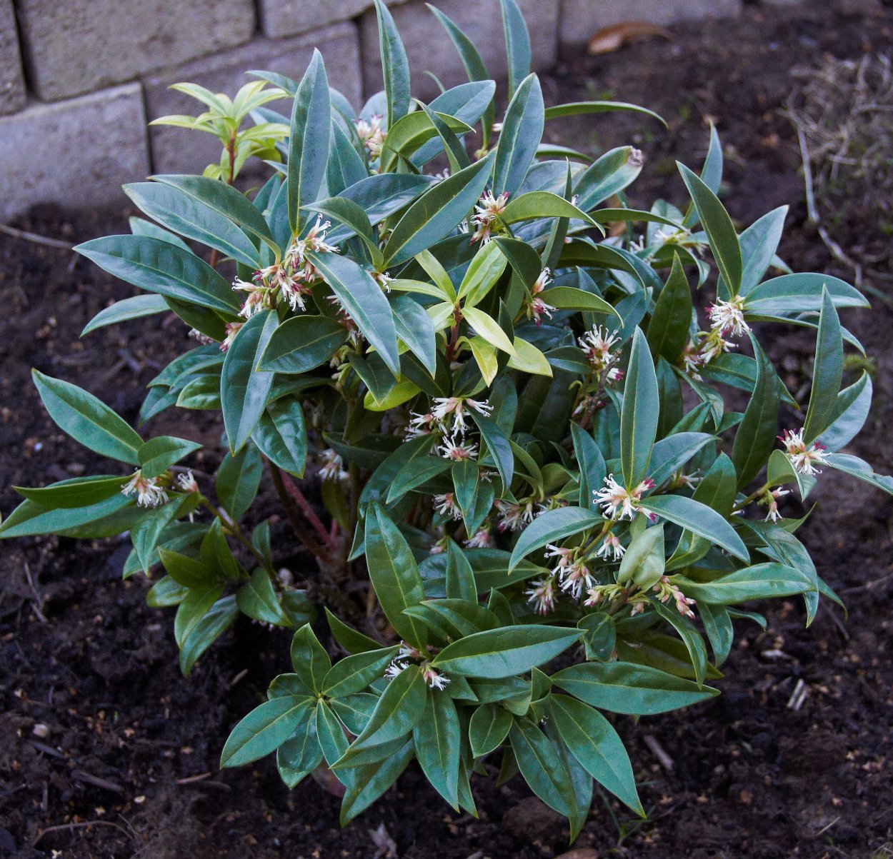 Саркококка confusa