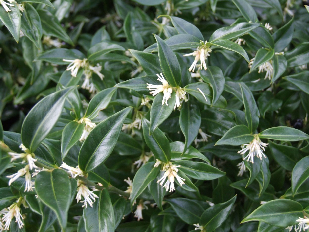 Sarcococca ruscifolia
