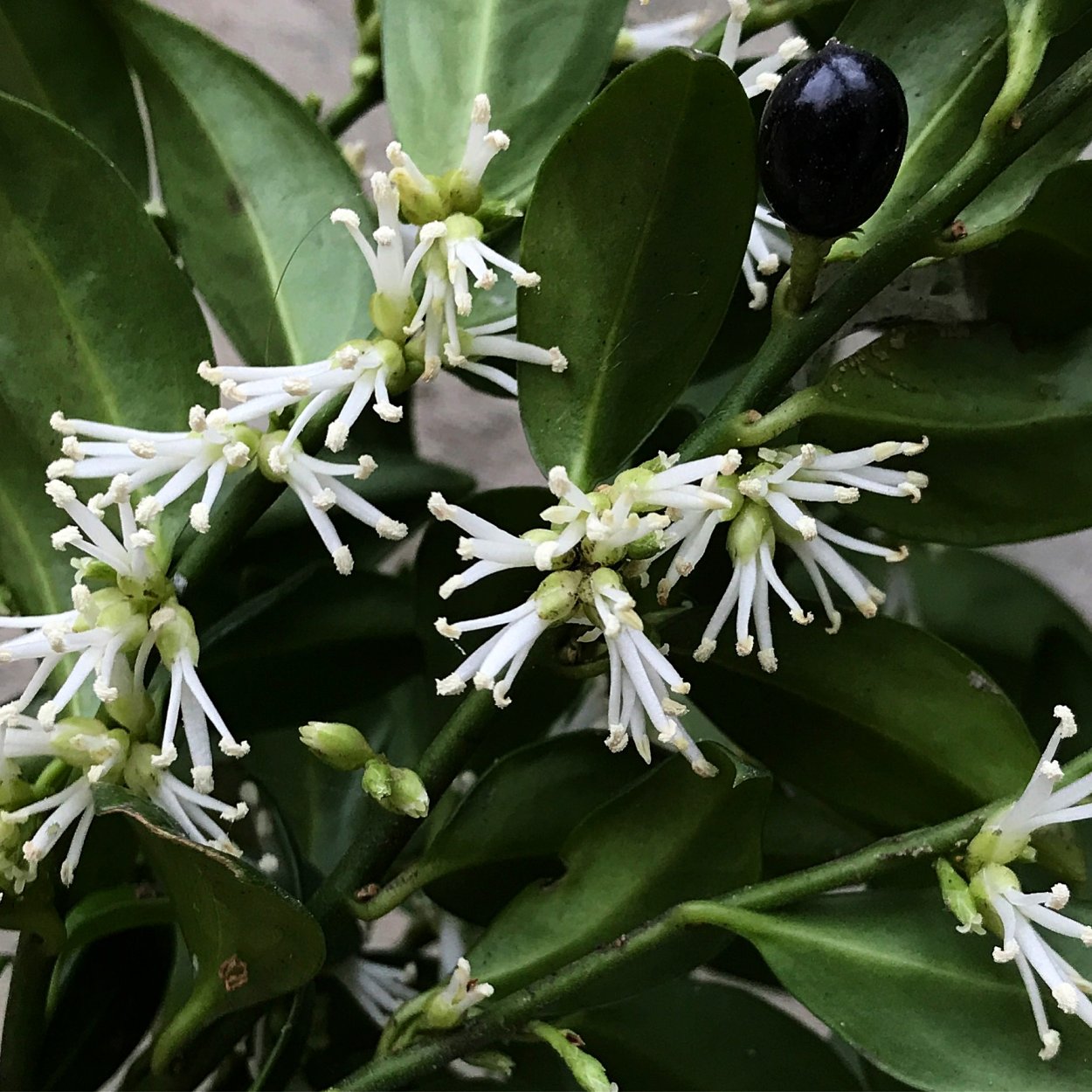 Саркококка Гукера