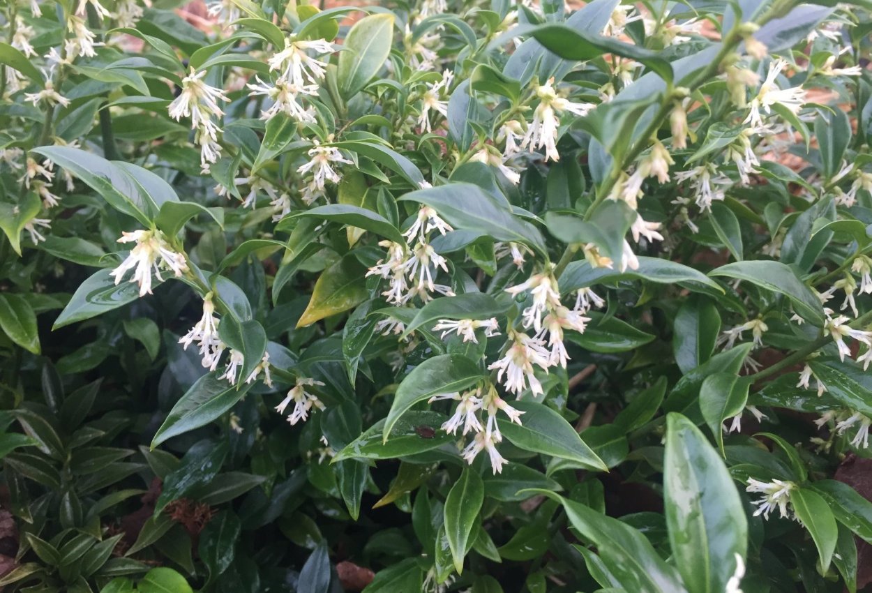 Саркококка confusa