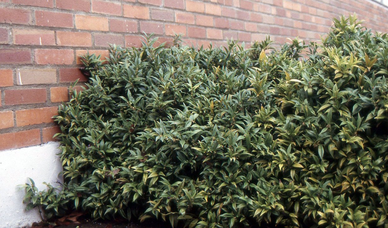 Саркококка душистая