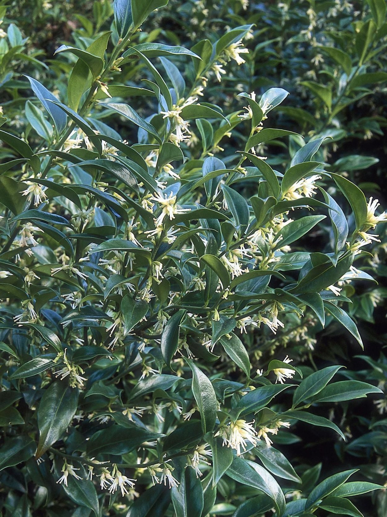 Саркококка(Sarcococca) confusa