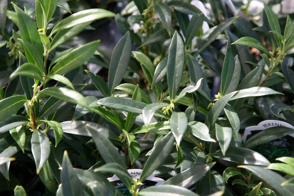 Саркококка Гукера