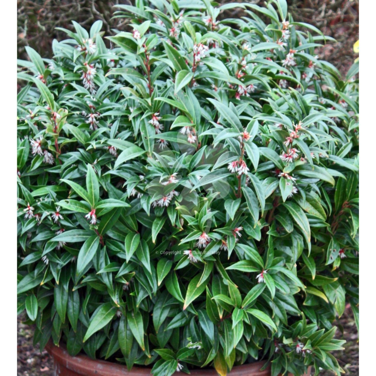 Саркококка Гукера