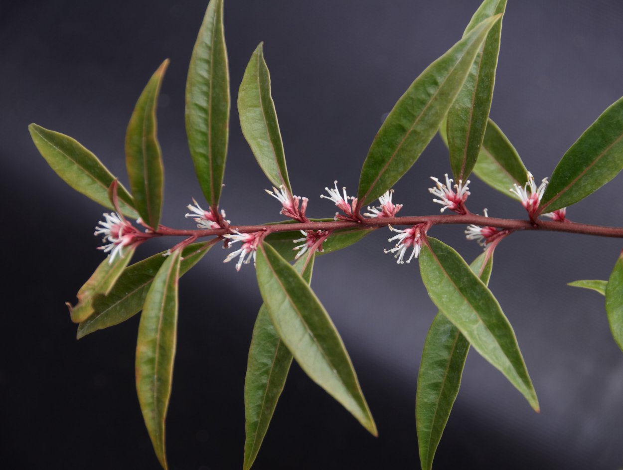 Саркококка(Sarcococca) confusa