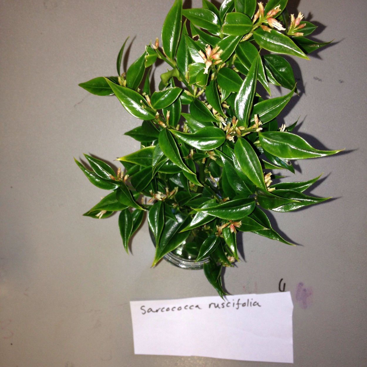 Саркококка "Winter Gem"