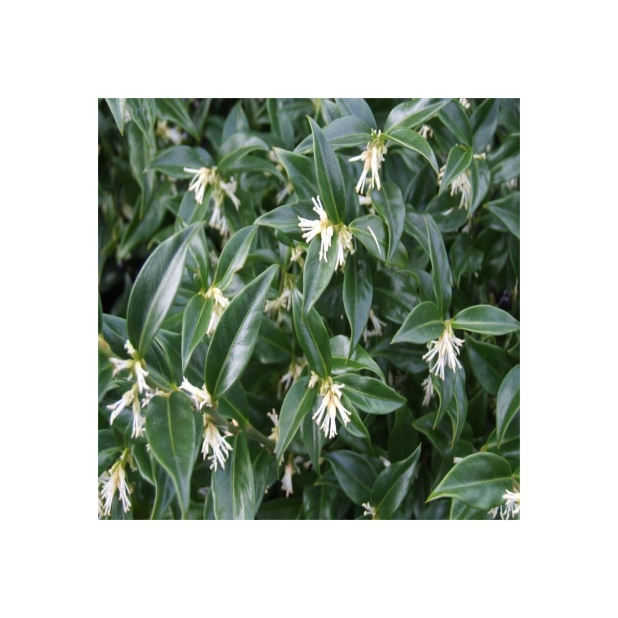 Саркококка иглицелистная