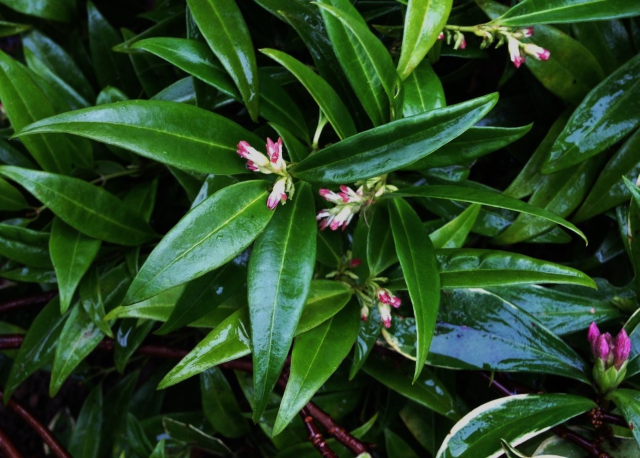 Саркококка Гукера