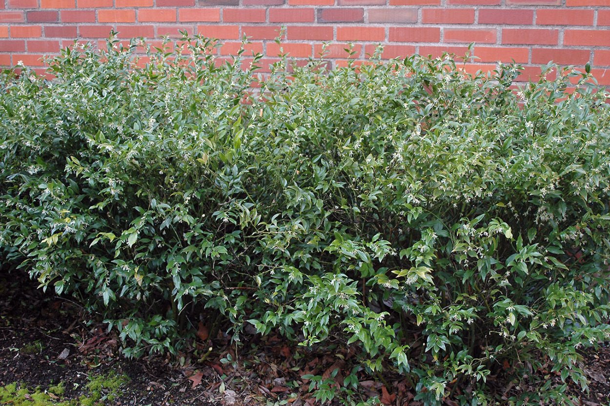 Саркококка confusa