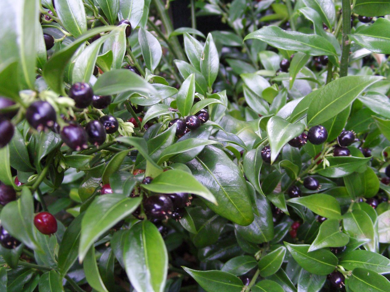 Кустарники вечнозеленые Саркококка