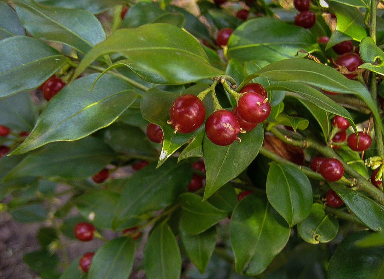 Саркококка Гукера Sarcococca hookeriana "Purple Stem"