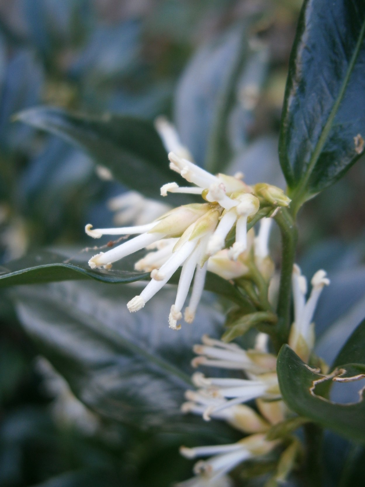 Sarcococca hookeriana