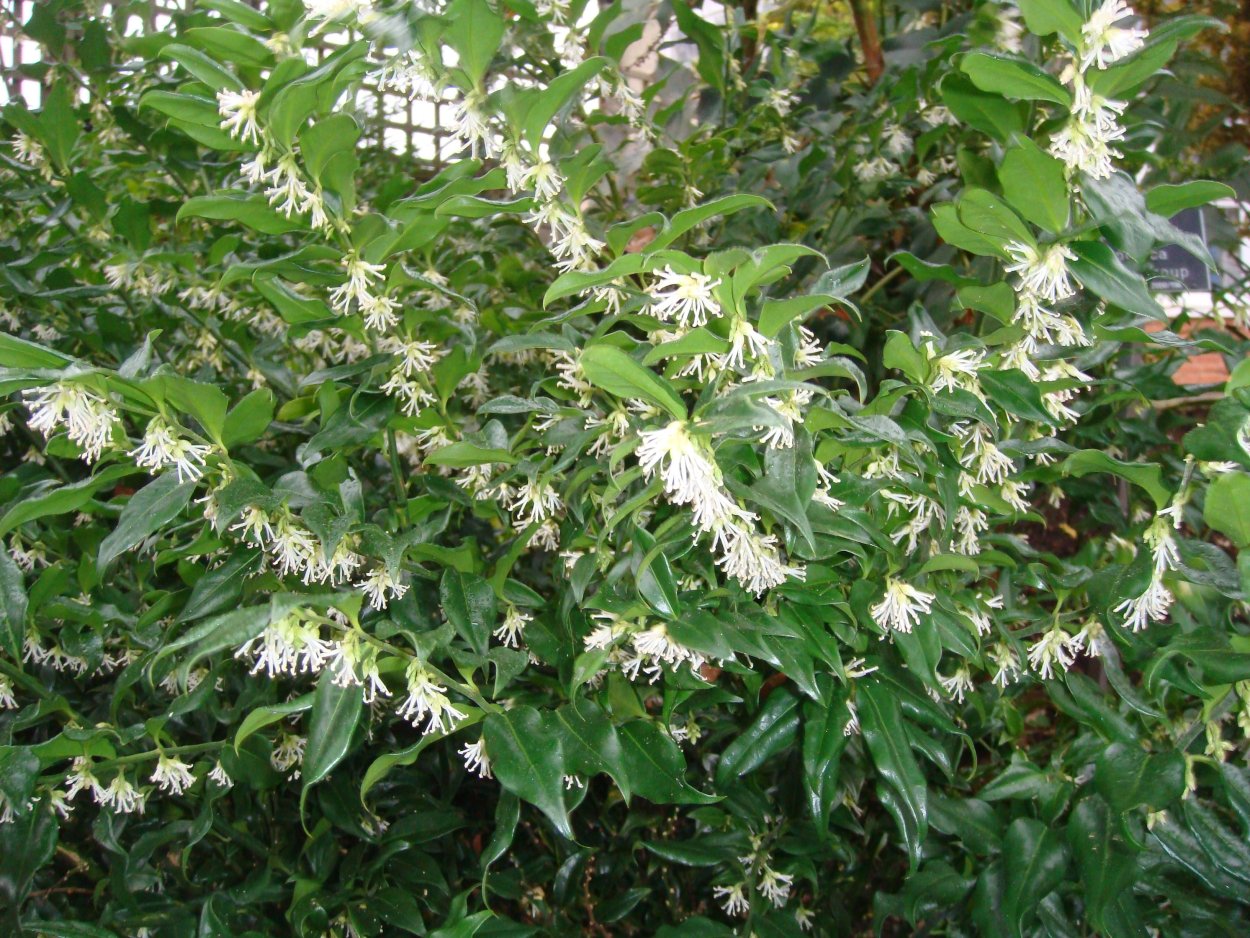 Саркококка японская