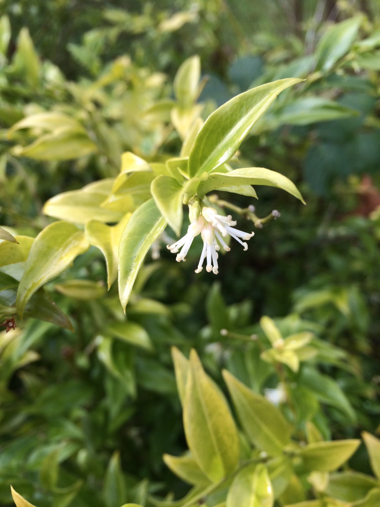 Саркококка Гукера