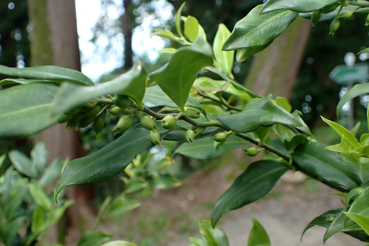 Саркококка кконффьюза