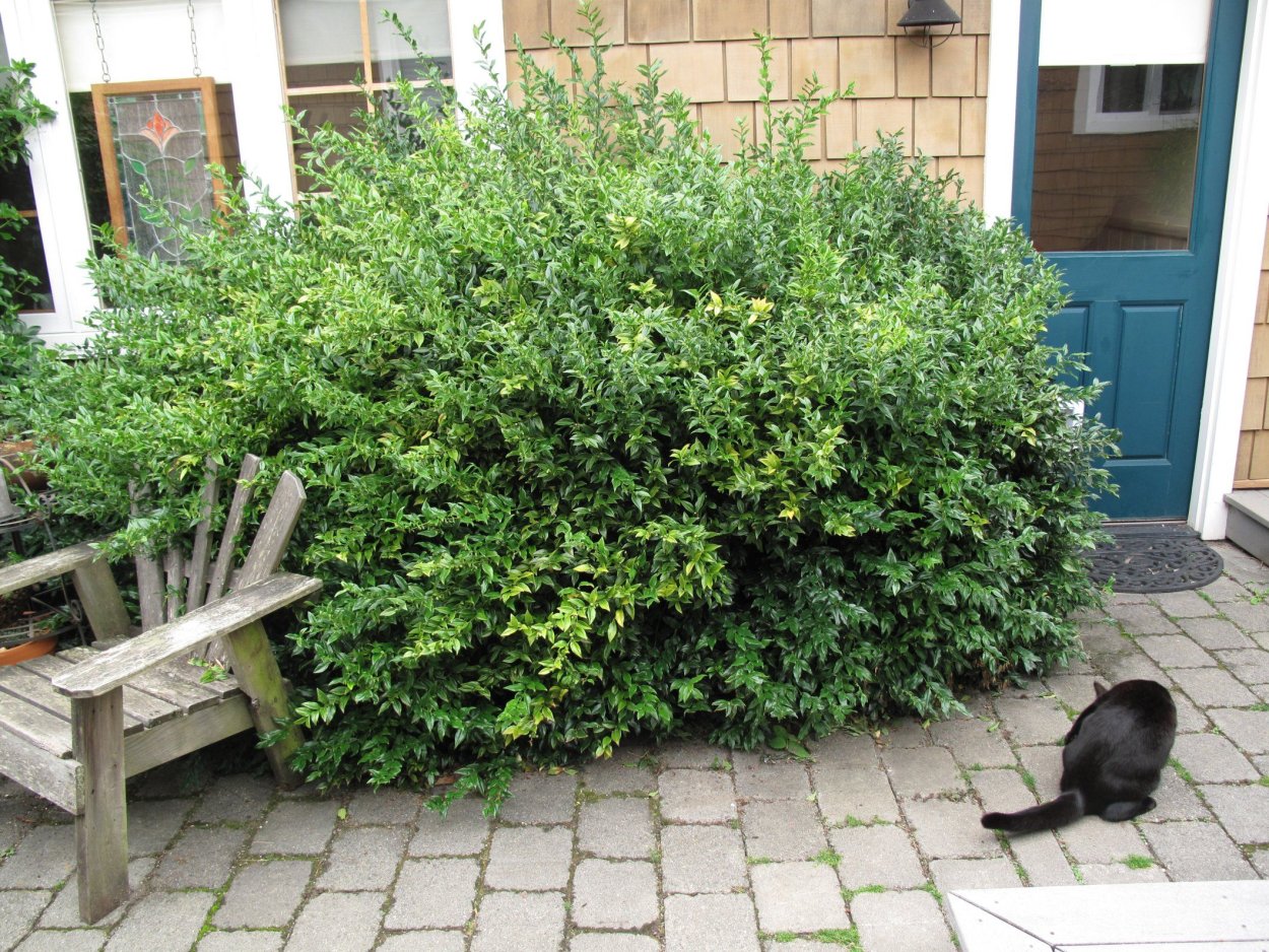 Саркококка бонсай