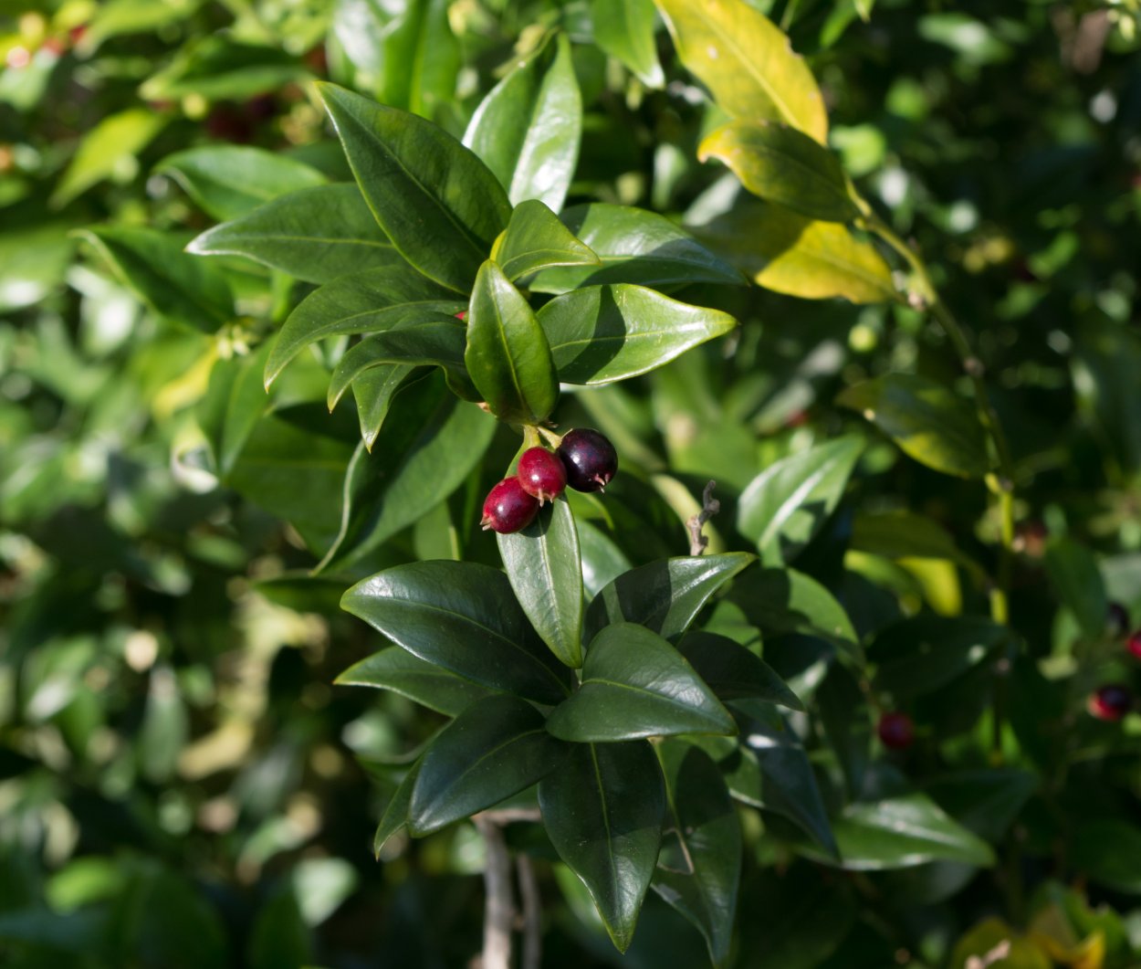 Саркококка японская