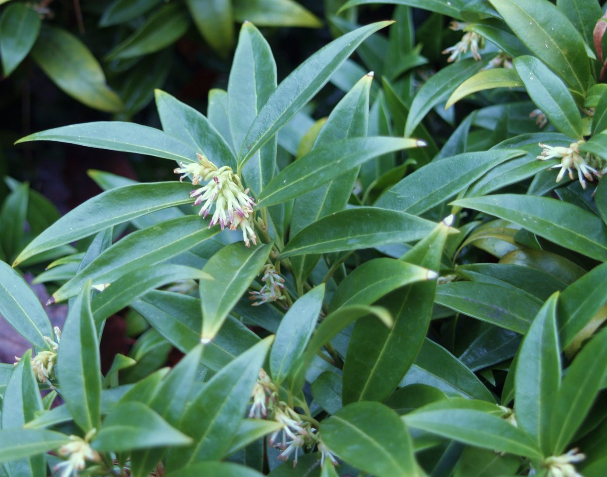 Sarcococca ruscifolia