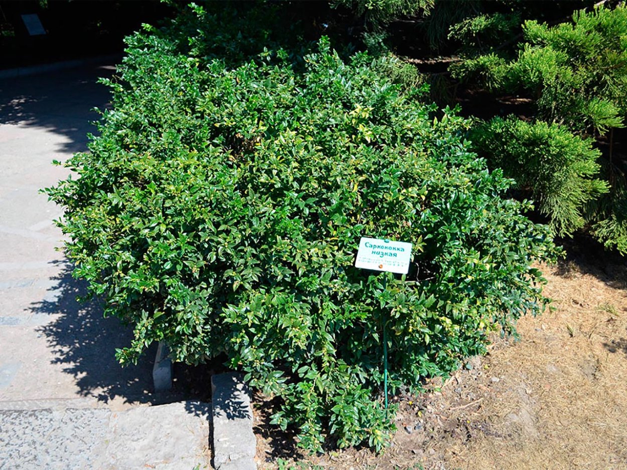 Саркококка "Winter Gem"