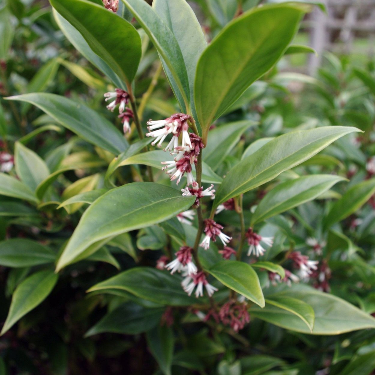 Sarcococca ruscifolia Sweet Box