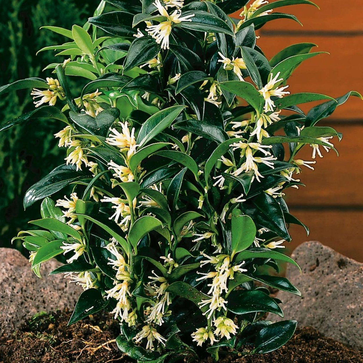 Комнатные цветы Саркококка