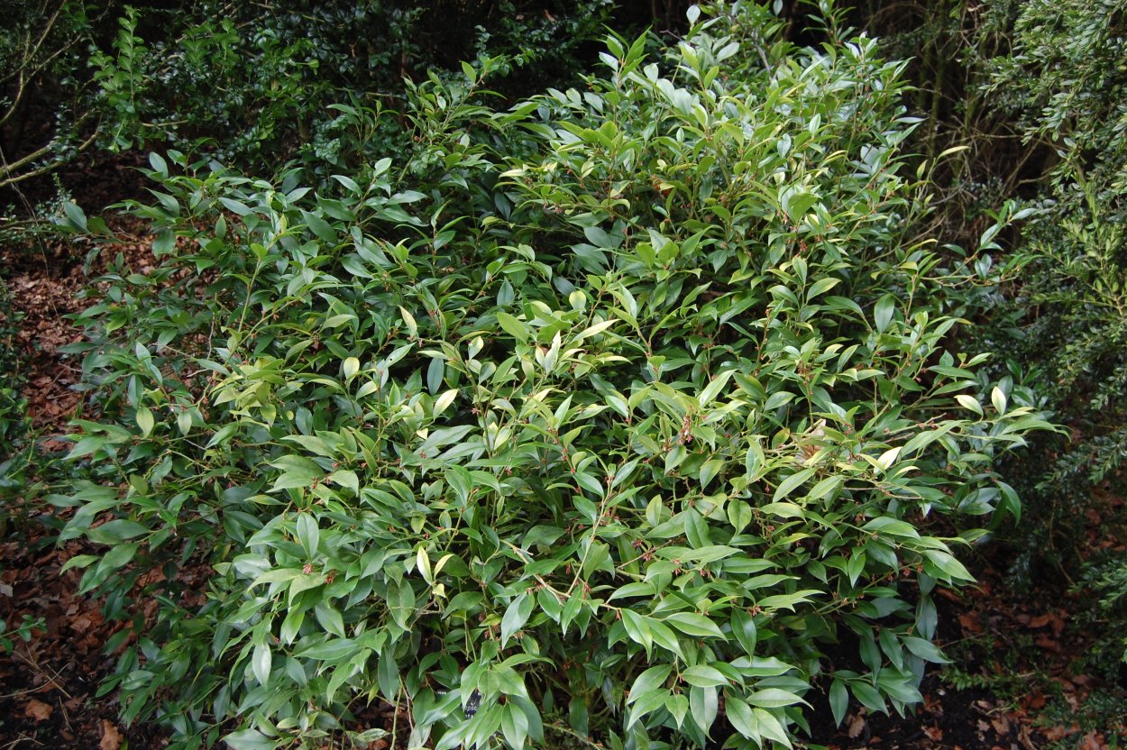 Sarcococca hookeriana