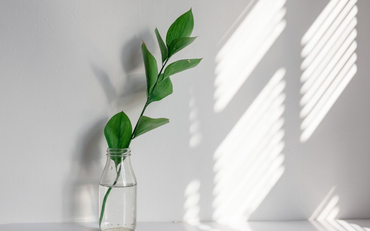 Зеленый цвет в природе