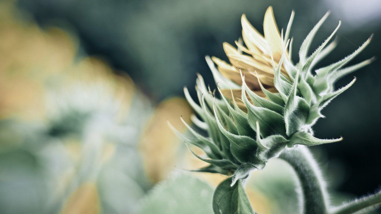 Обои листья