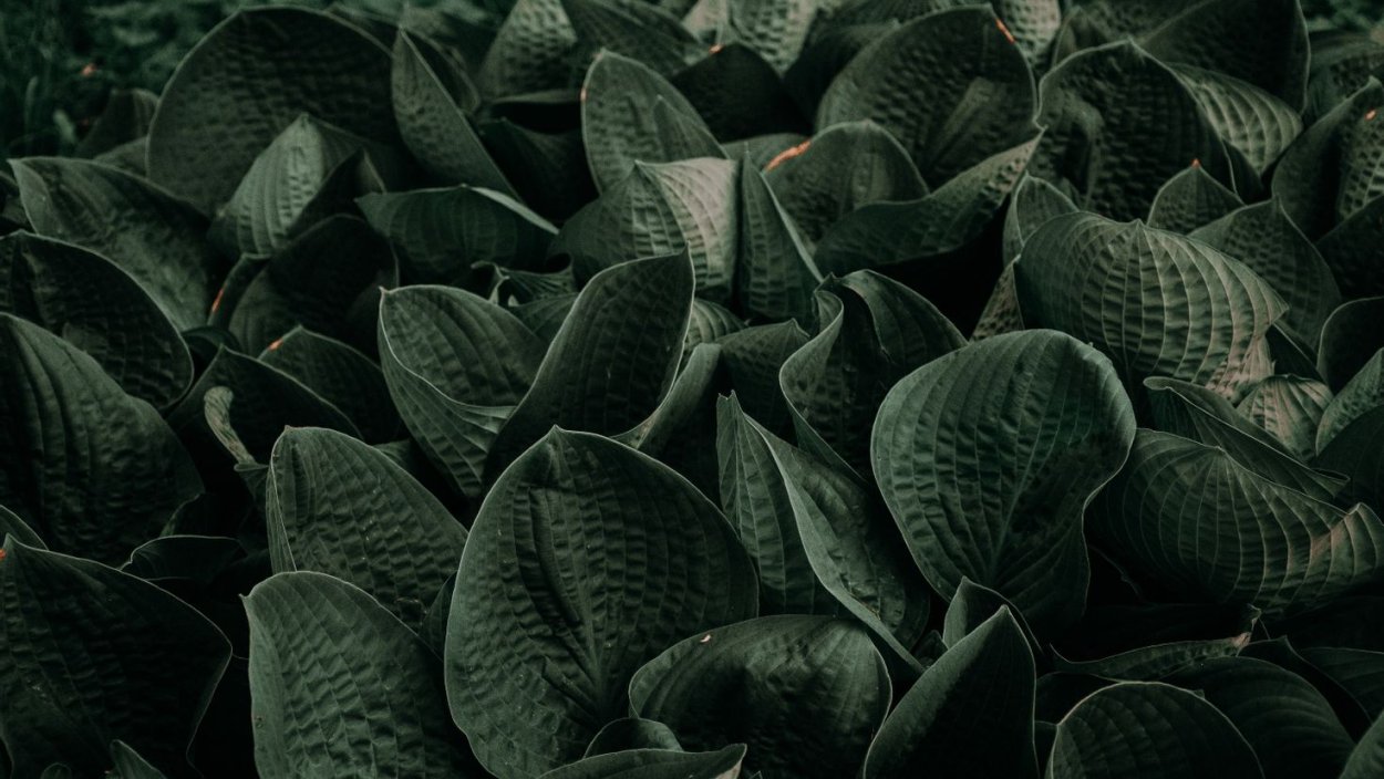 Трава макро