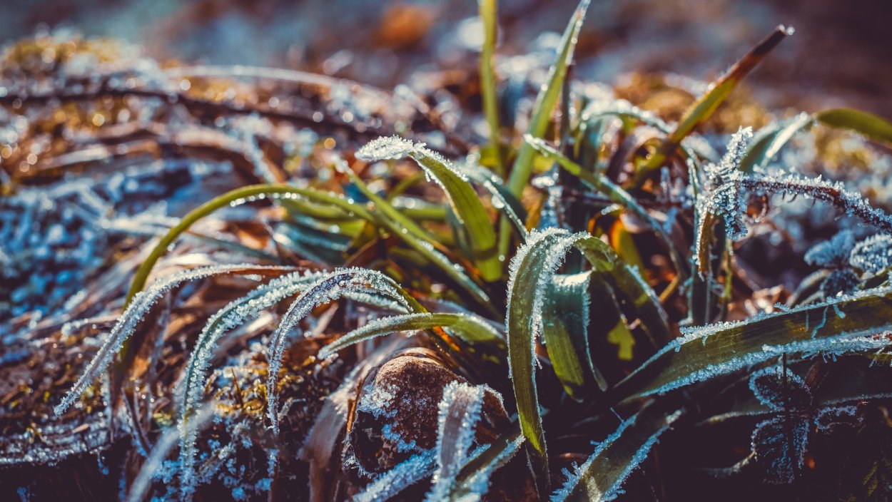 Суккулент Aloe aristata