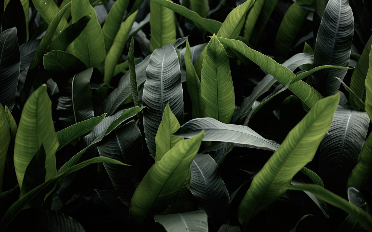 Суккуленты в природе