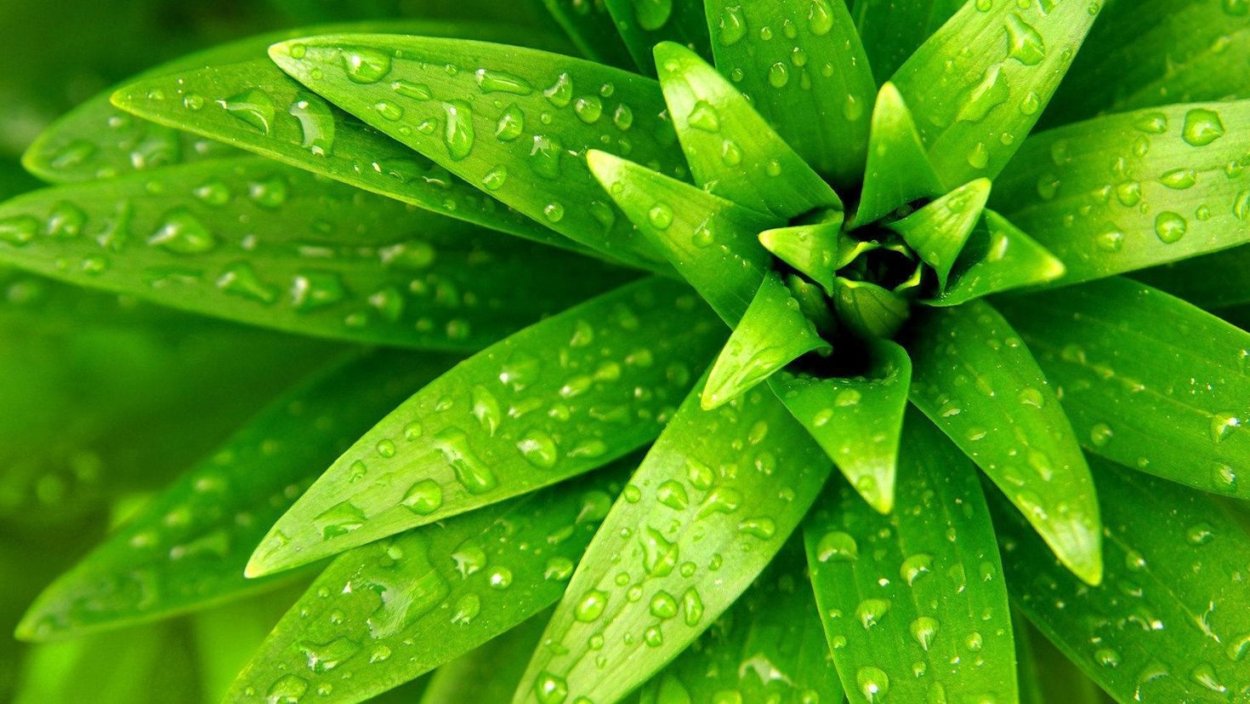 Монстера крупнолистная