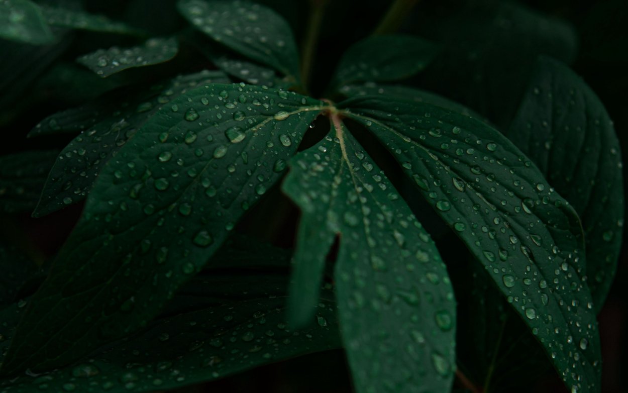 Растения на белом фр-оне