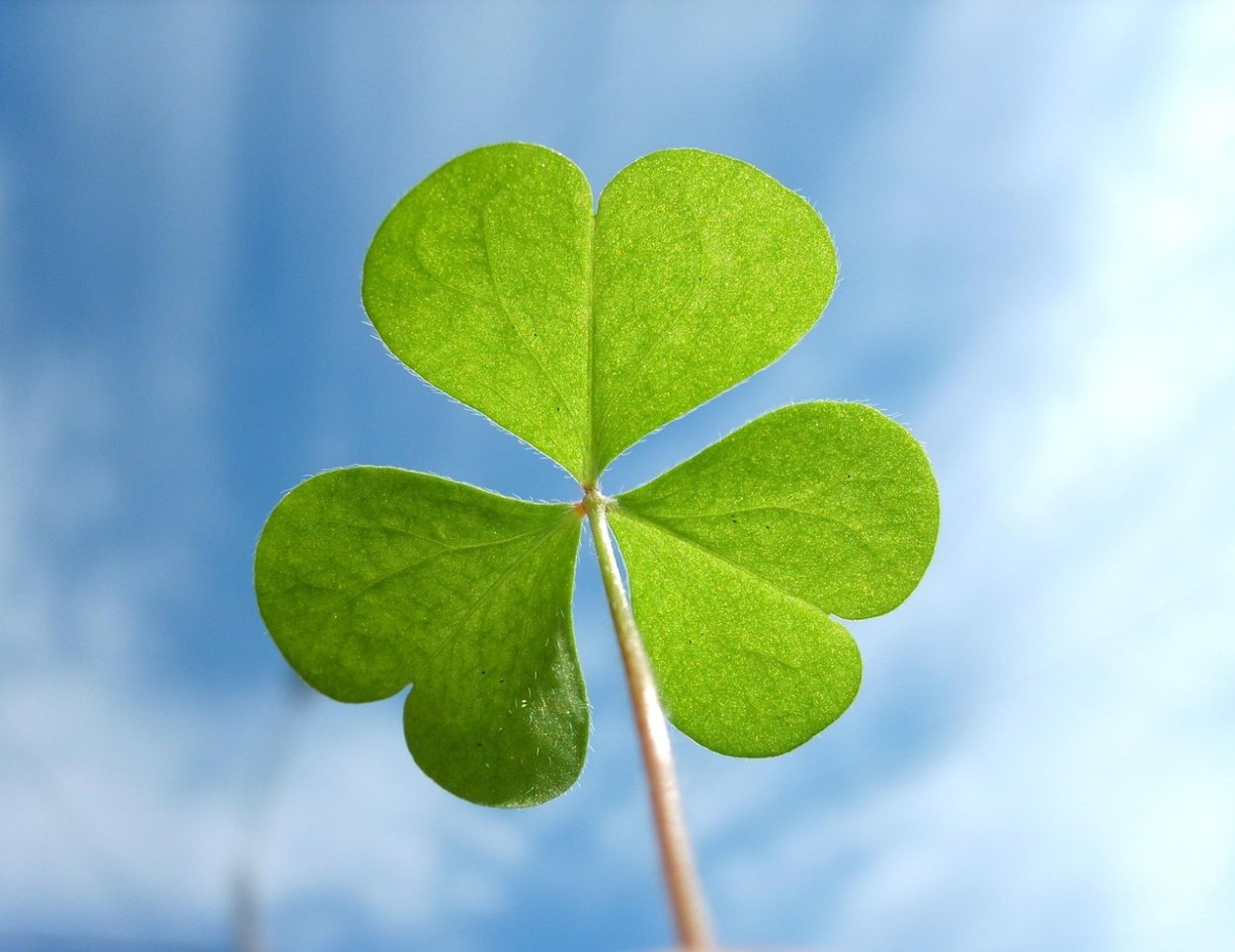 ЭМОДЖИ Клевер