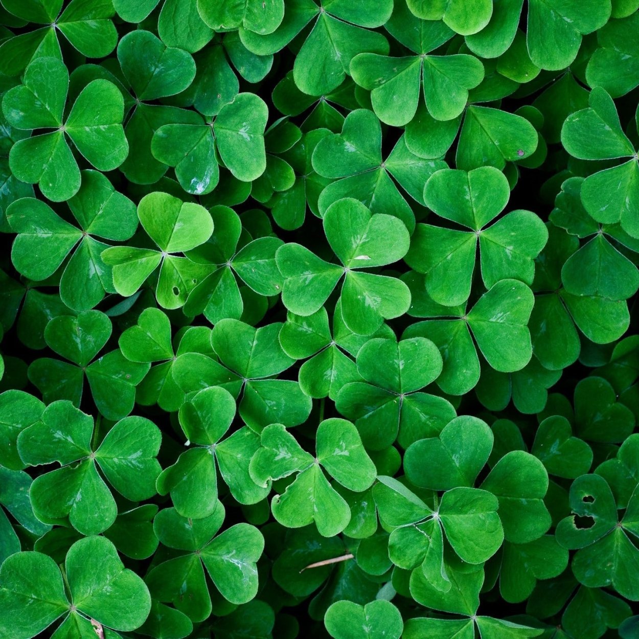 Лепесток клевера четырехлистного