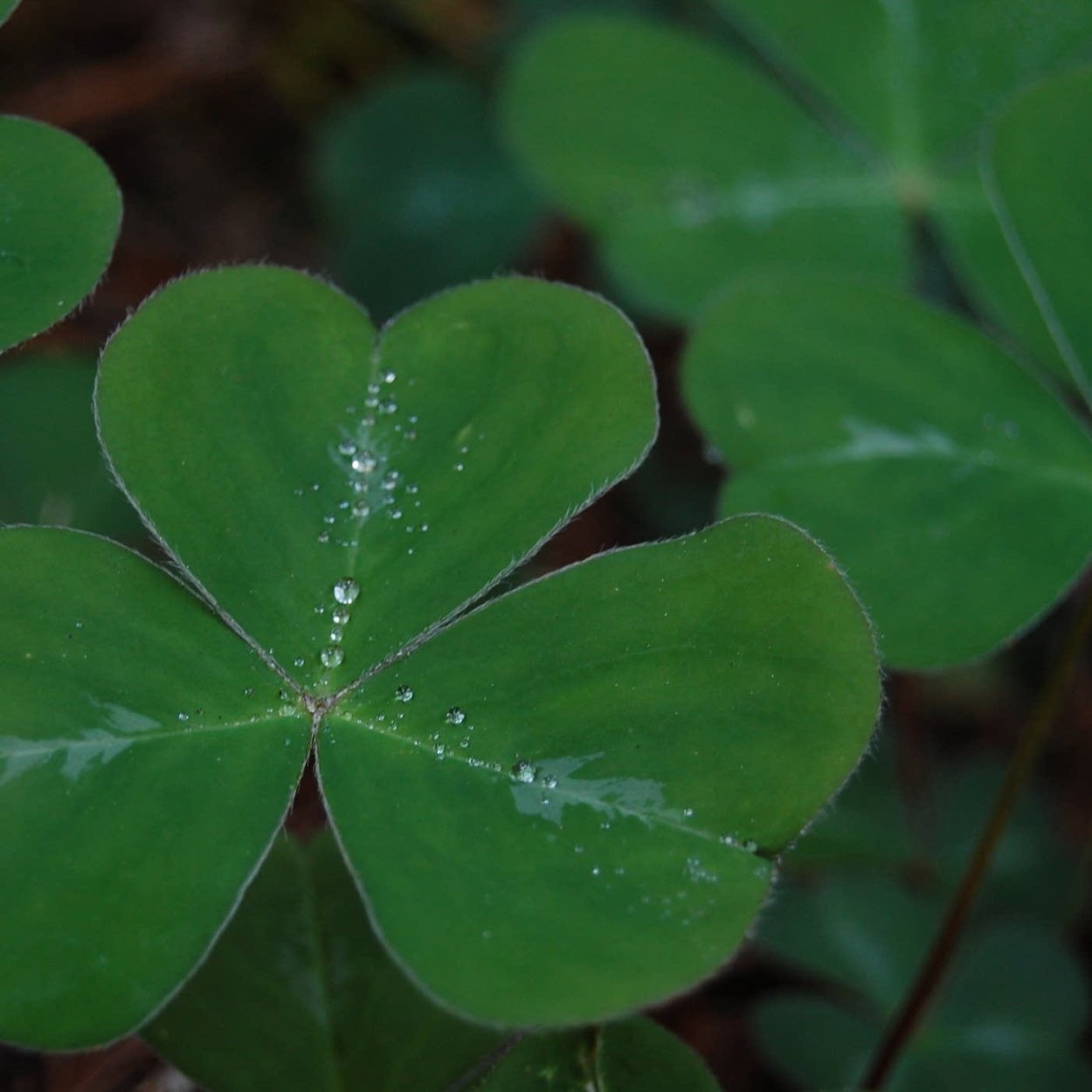 Кислица ирландский Клевер