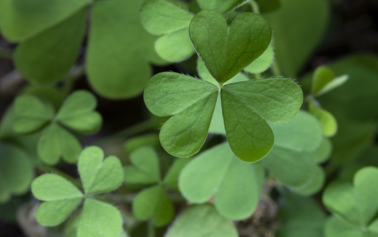 Трехлистный Клевер вектор