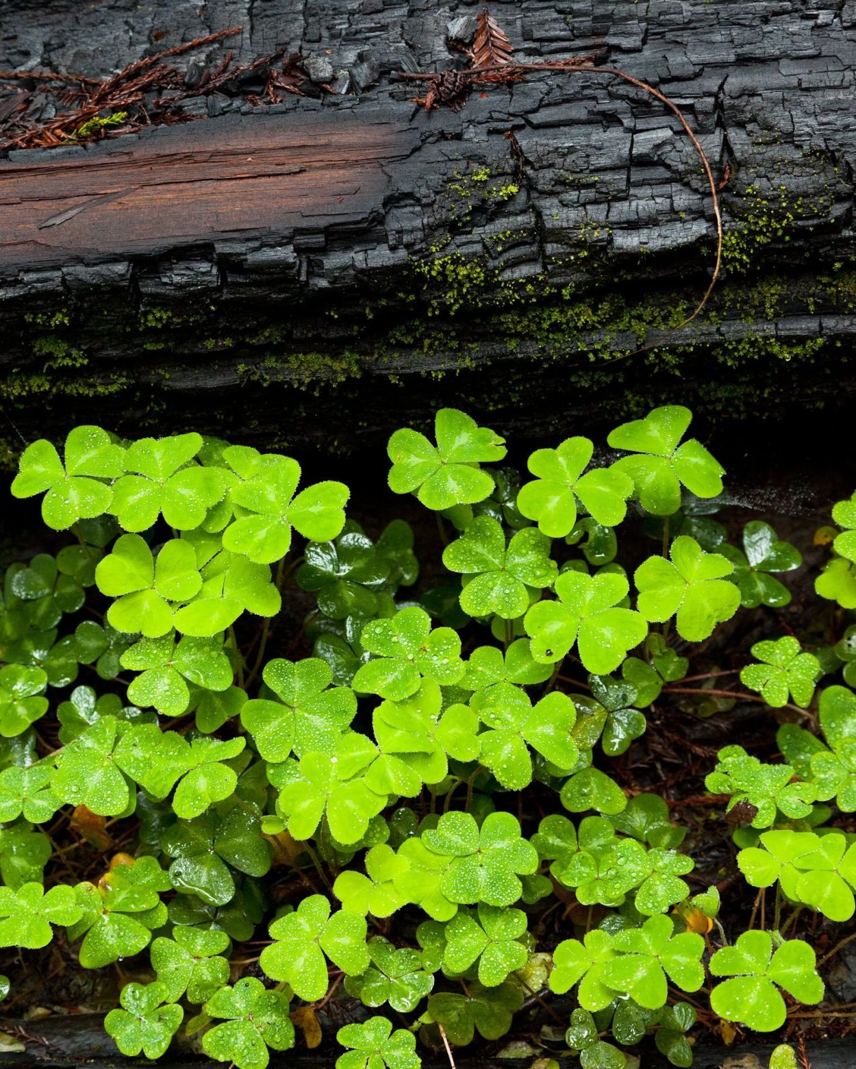 Клевер четырехлистный Святой Патрик
