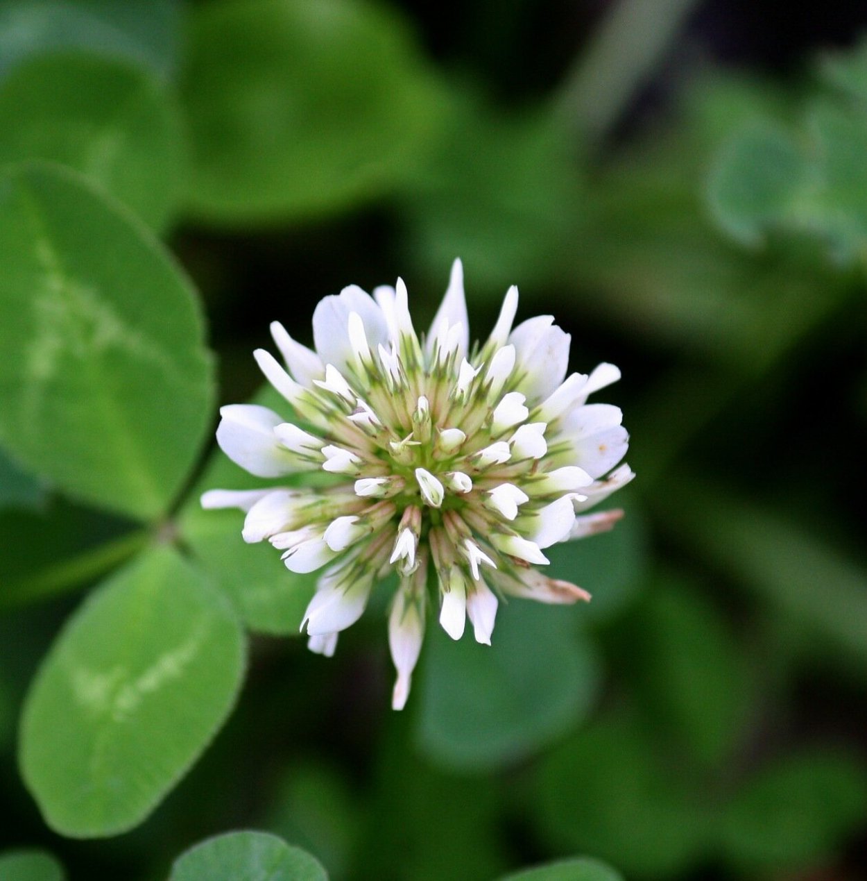 Четырехлистный Клевер растение