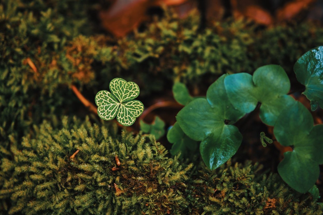 Трилистник фигура