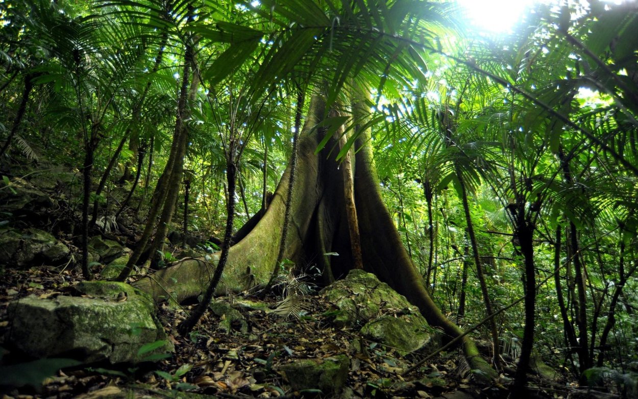 Мексика Лакандонские джунгли