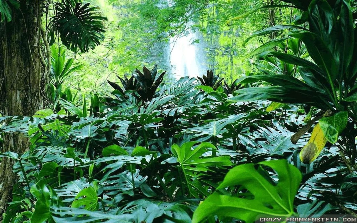 Растения влажных тропических лесов Африки