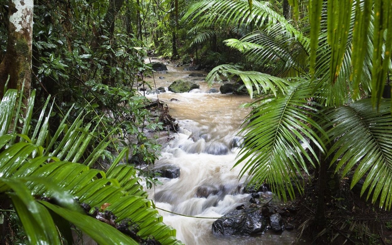 Фотообои джунгли в детскую