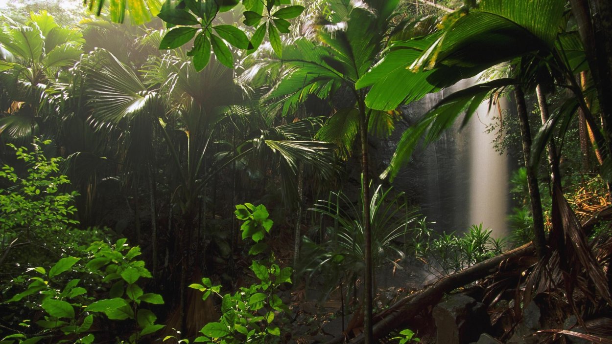 Лианы джунгли крона