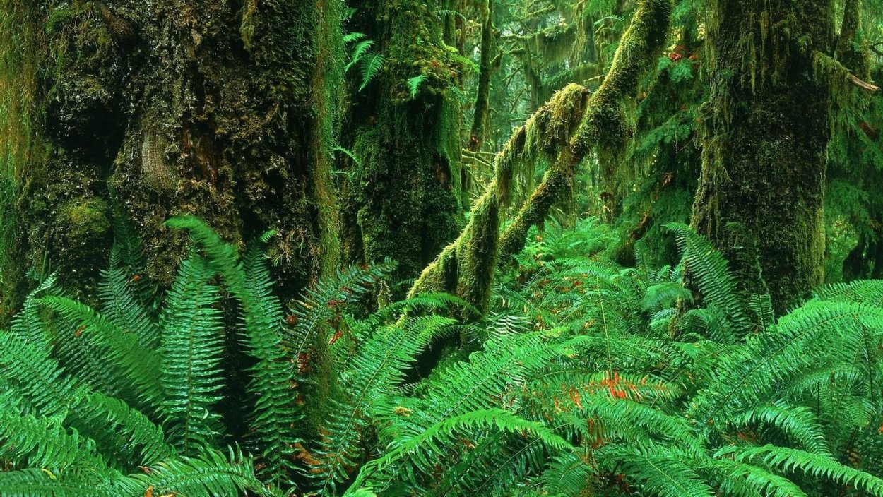 Влажные тропические леса Атсинананы