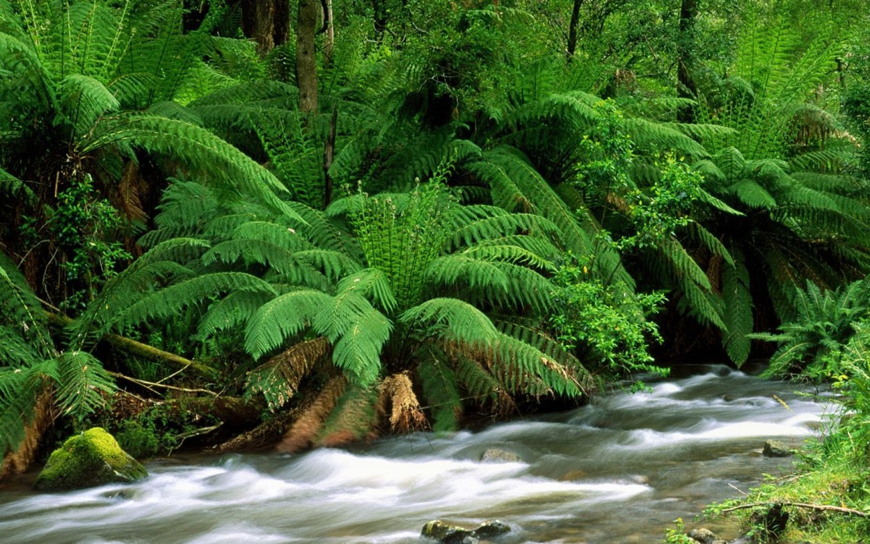 Чунцин тропические джунгли