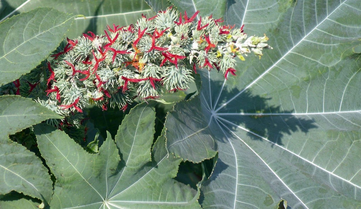 Рицинус коммунис