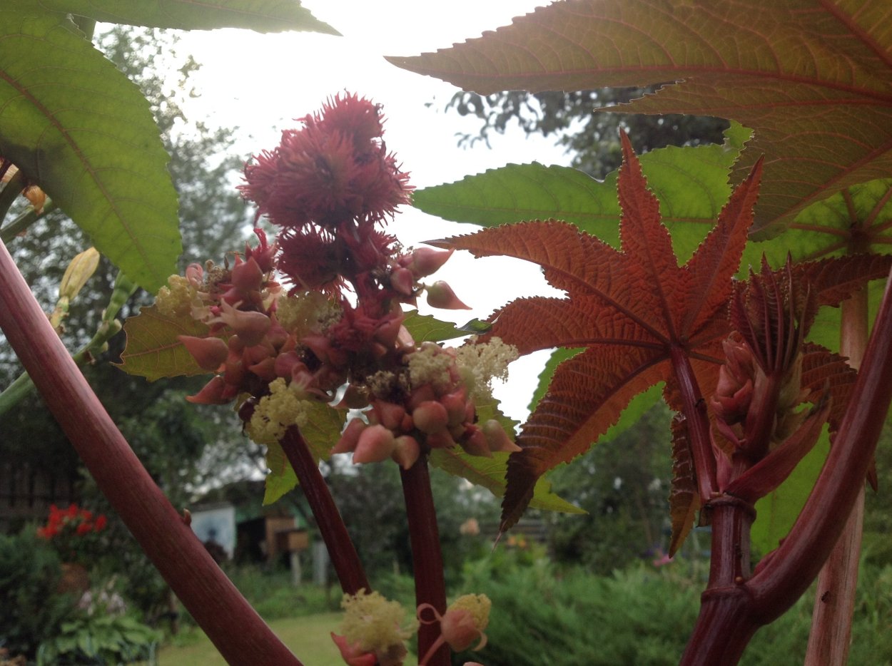 Клещевина Ricinus communis