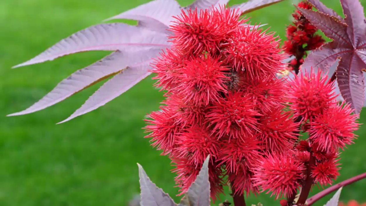 Клещевина обыкновенная (Ricinus commúnis)